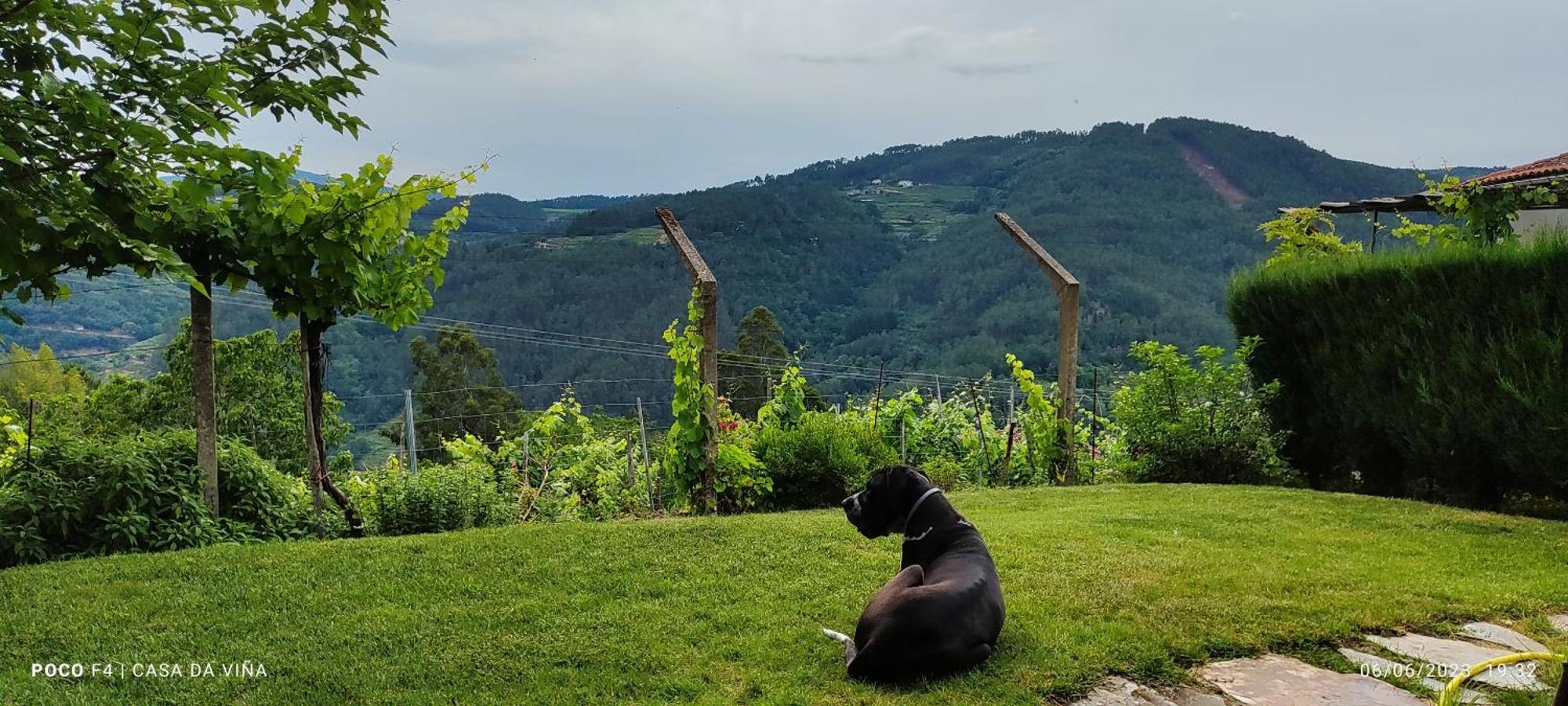 Casa Da Vina - Ribeira Sacra Villa Nogueira De Ramuin Eksteriør billede